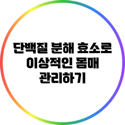 단백질 분해 효소로 이상적인 몸매 관리하기